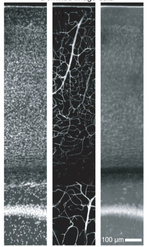 Tissue_Staining