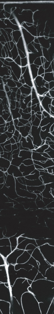 Vasculature Banner